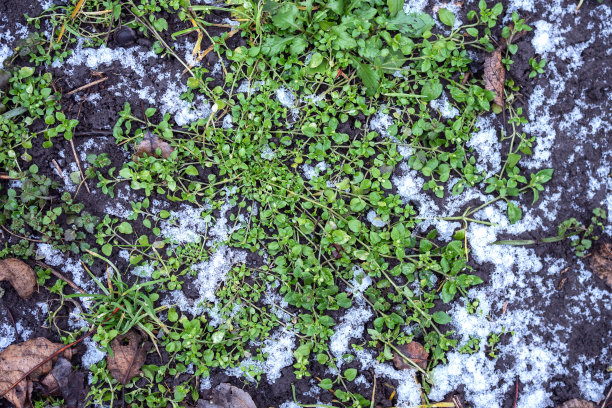 积雪覆盖草坪