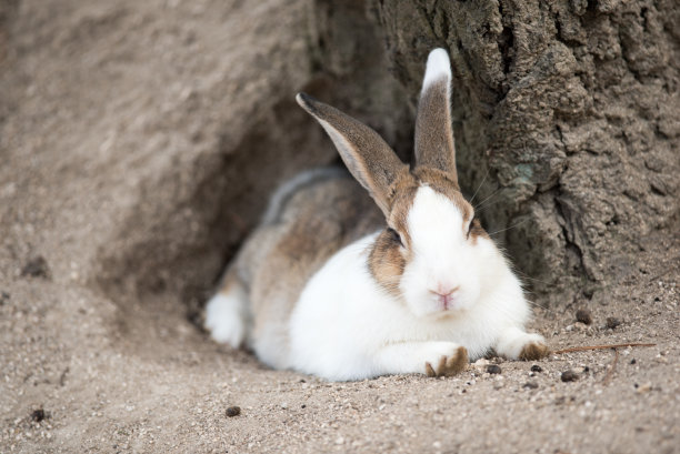 兔类动物
