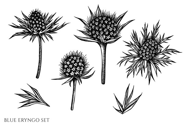 线描花草