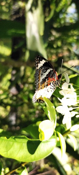 ornithoptera