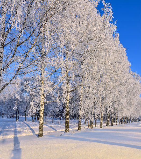 冬季白桦树林白桦树杆雪地