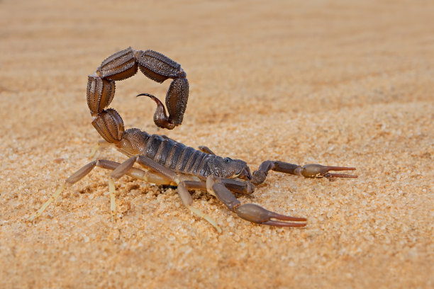 scorpio