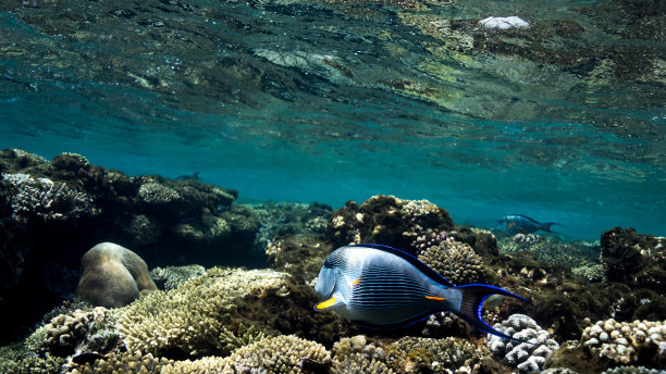 海底生物