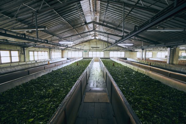 植物工厂内景