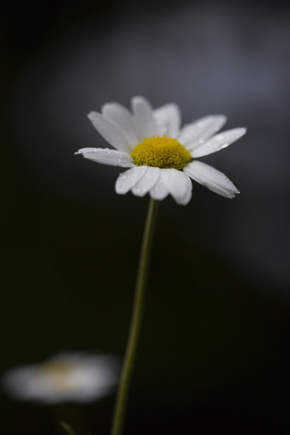 一片白色菊花