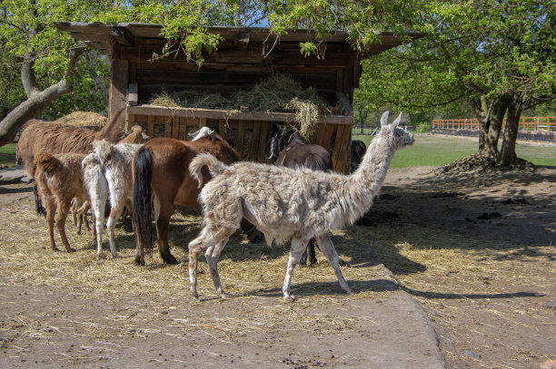 llama
