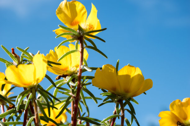 黄色 花朵 太阳花