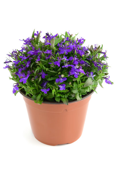 lobelia