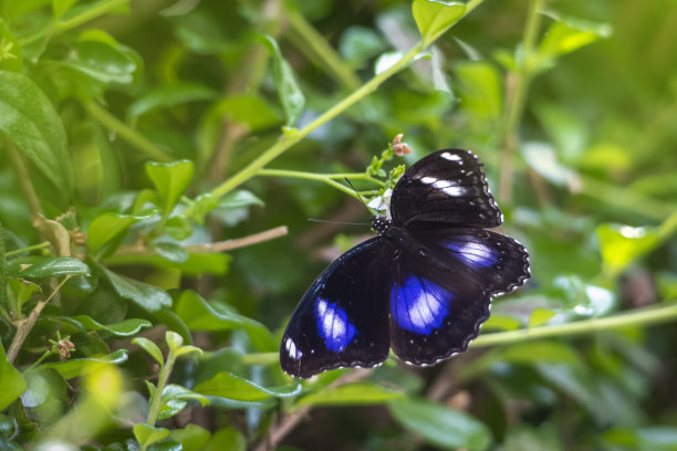 swallowtail