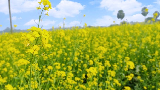 油菜花大地田园景观