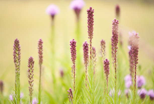 liatris