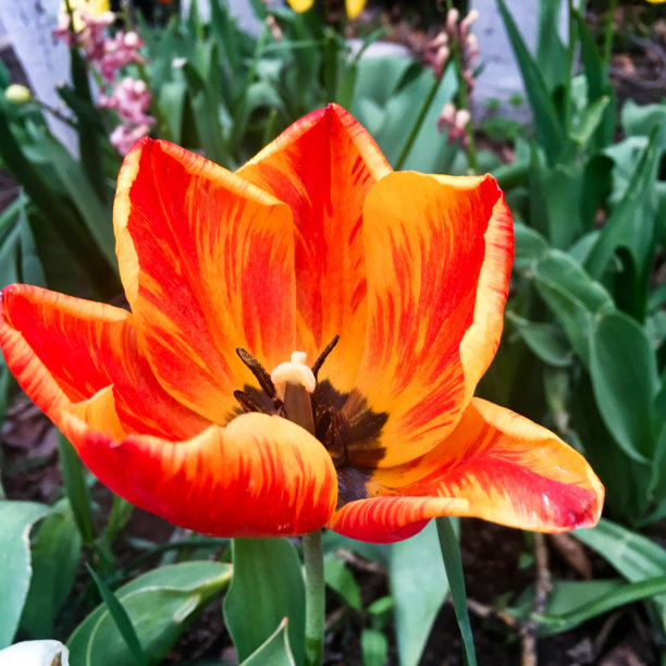 橙红色花朵条纹背景图案