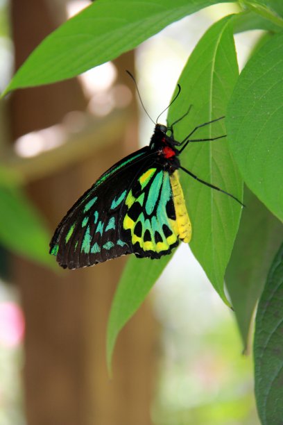 ornithoptera