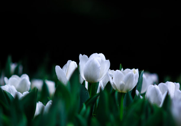 白色郁金香花丛