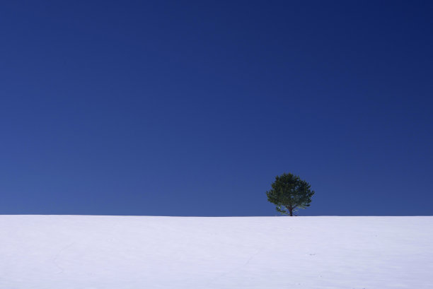 蓝天白云下的一棵树