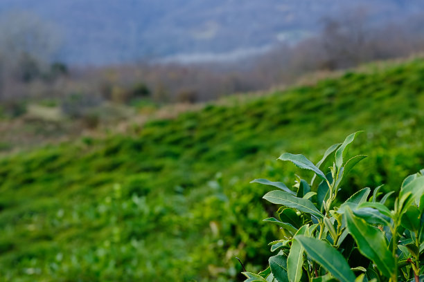 茶树果