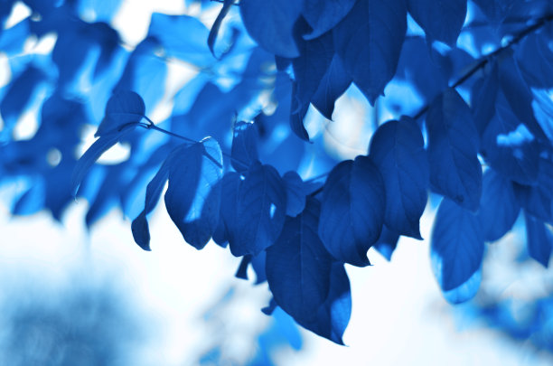 创意蓝树叶