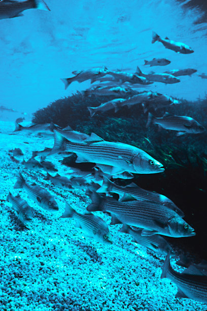 rockfish