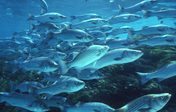 rockfish