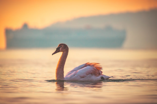 夕阳下的湖面候鸟