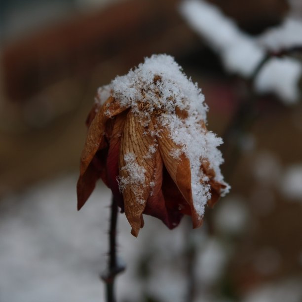 冬天红色叶子上白色的积雪