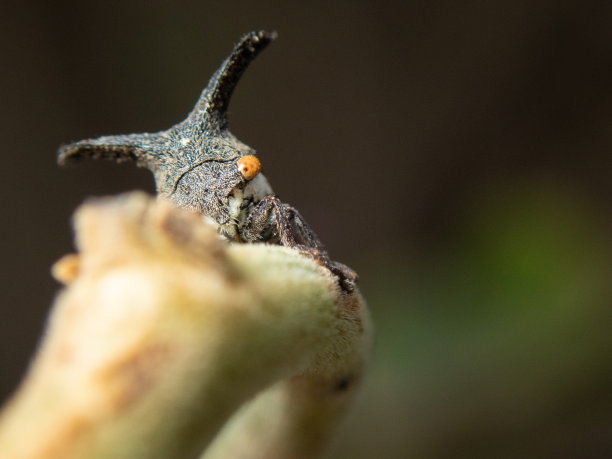 horned