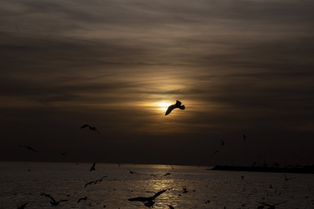 阳光海鸥