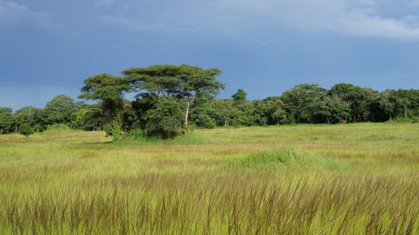 savanna