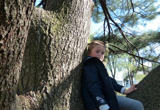 儿童攀爬树干