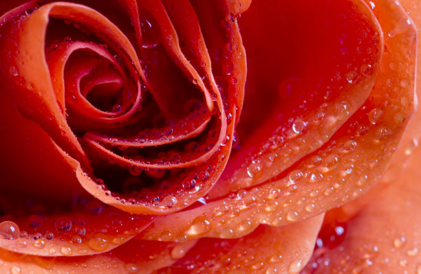 滴水红玫瑰