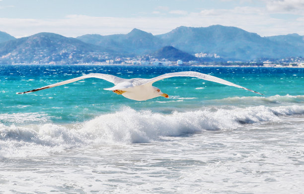 海岛飞翔的海鸥