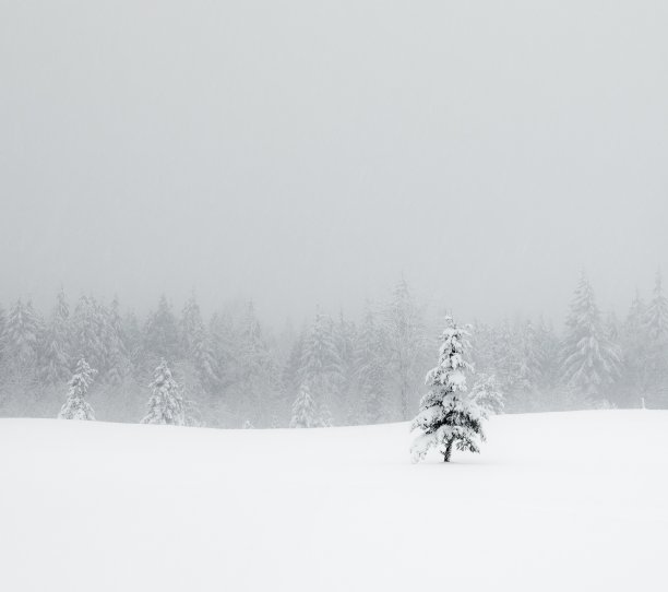 冰雪植物小景