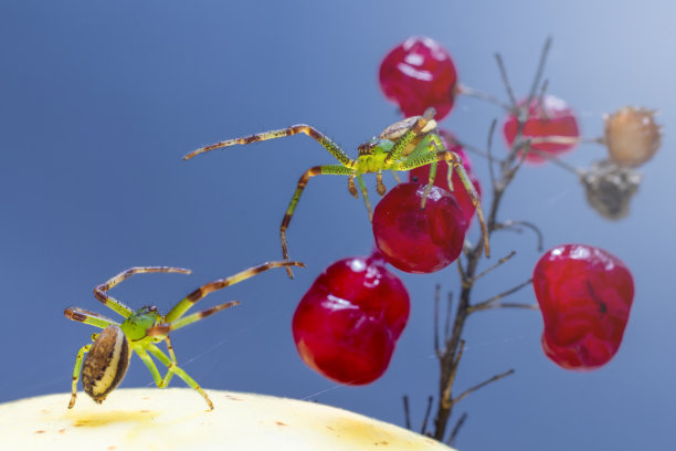 车厘子树红樱桃