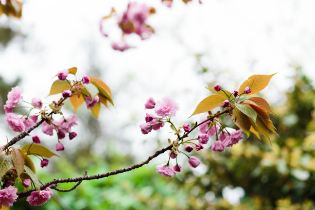 紫藤花背景图