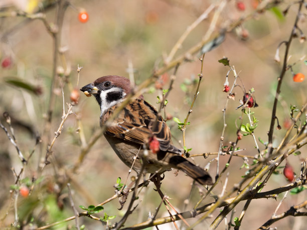 sparrow