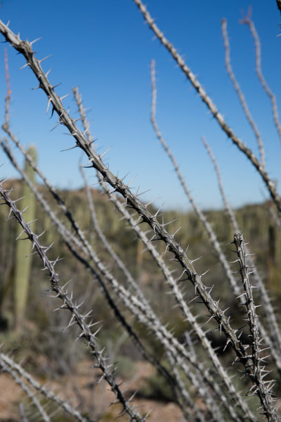 ocotillo
