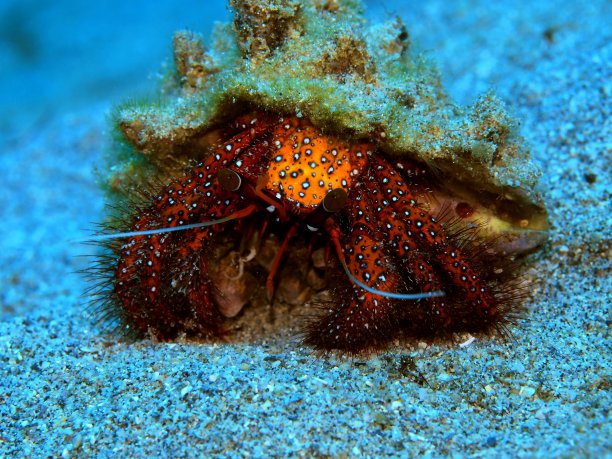 crustacean
