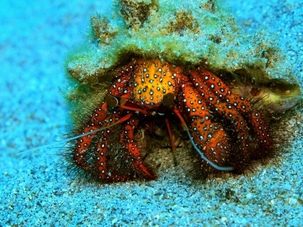 crustacean