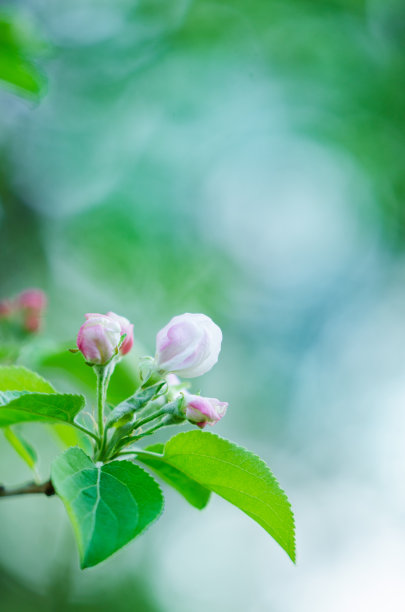 园林景观花卉树木