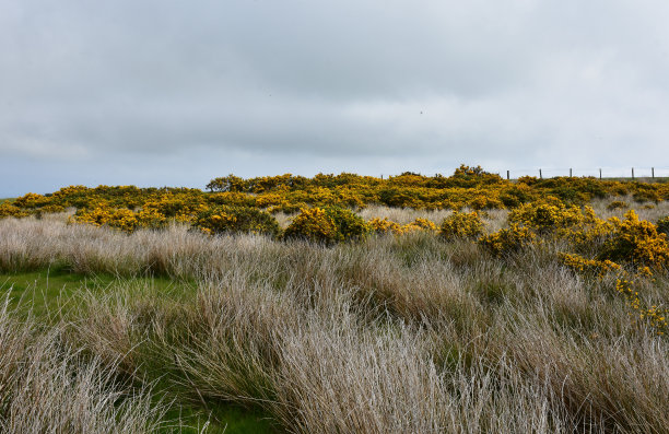 heath