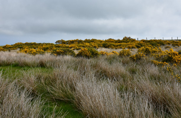 heath