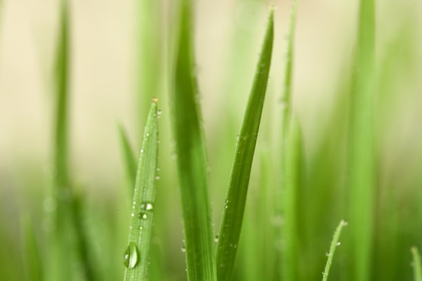 什么是谷雨