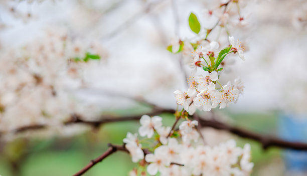 暗色调白色樱花