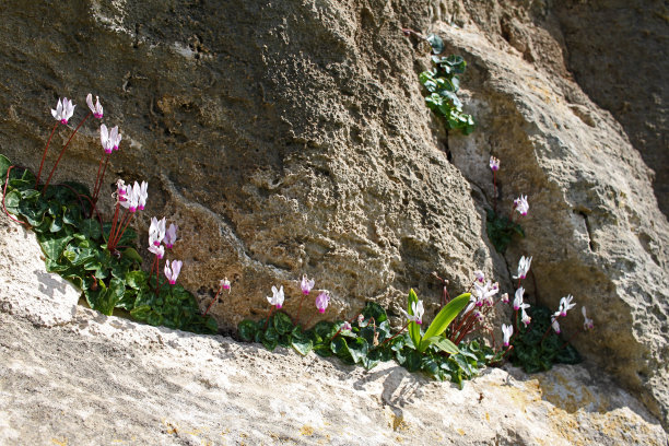 calluna