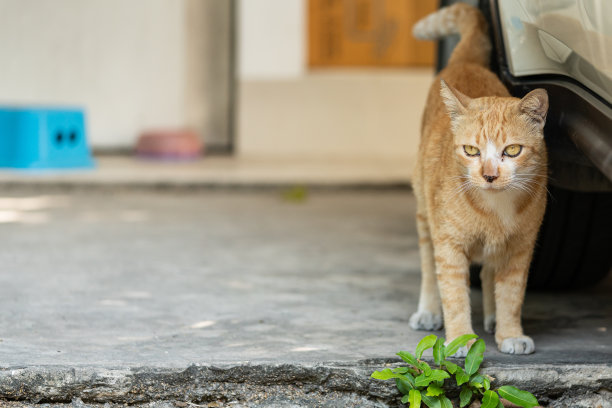 猫咪可爱造型