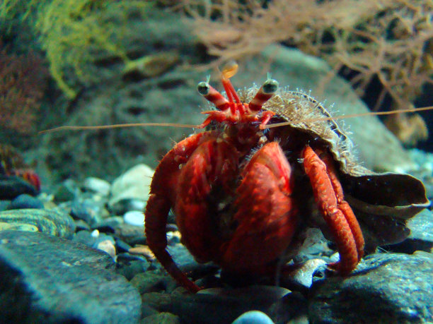 crustacean