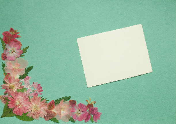 中草药菊花插画