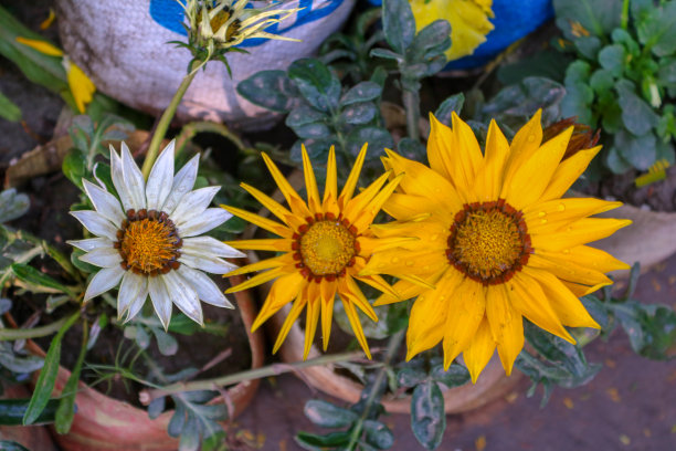 gazania