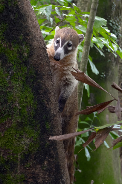 coatimundi