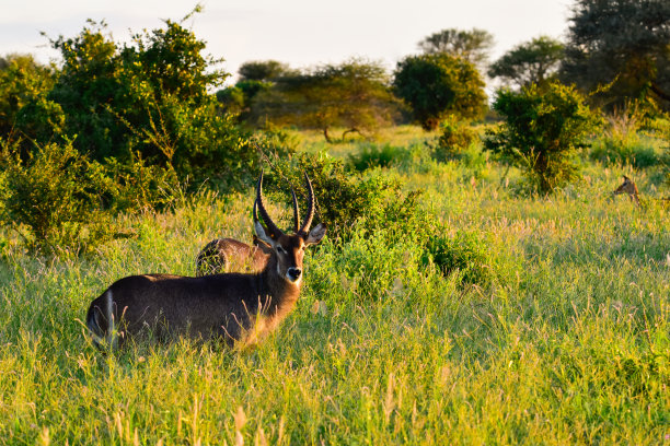 wildebeest